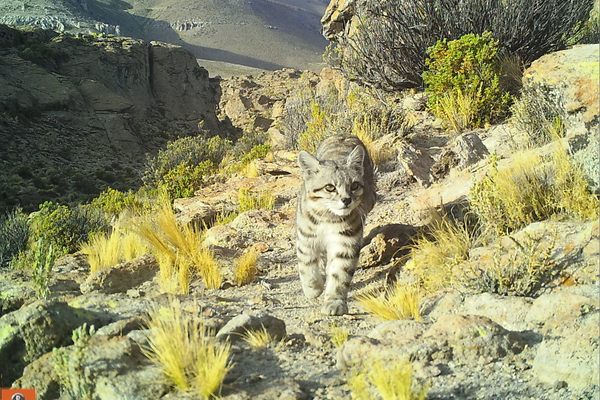 Camera traps have allowed scientists to study elusive animals, like the Andean cat.