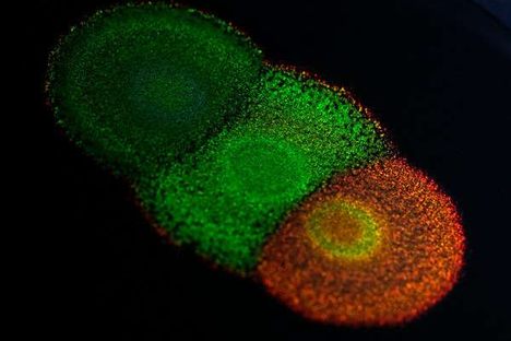 A colony of Flavobacterium IR1 in a agar plate.