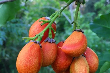 Ripe peanut butter fruit growing in the summer. 