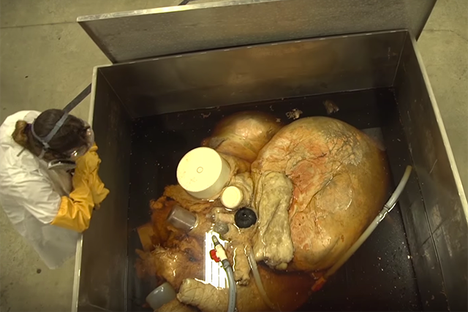 A blue whale heart, preserved by researchers at the Royal Ontario Museum.