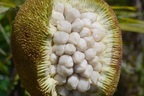 The hairy exterior houses white orbs that taste like a fruit cup.