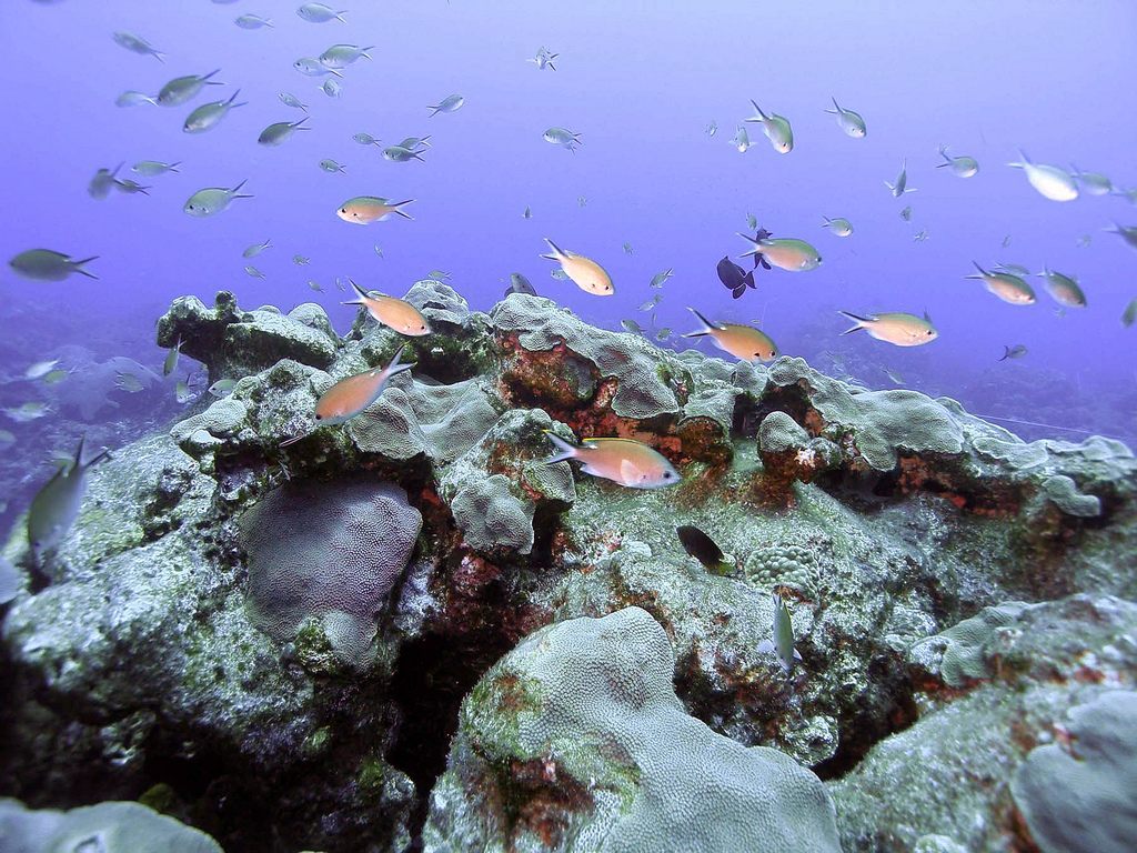 Portions of the Gulf of Mexico retain "wilderness" status. Here, brown chromis fish swim in the Flower Garden Banks National Marine Sanctuary off the Texas coast.