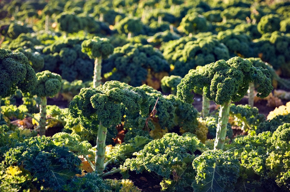 Kale, the ultimate fortune-telling tool.