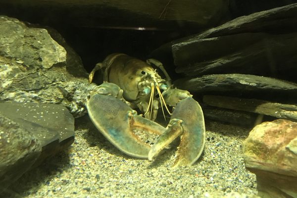 Anna, a rare blue lobster adult.