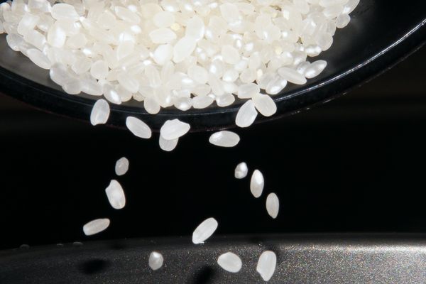 White Rice Is Bland? These Japanese Researchers Beg to Differ 