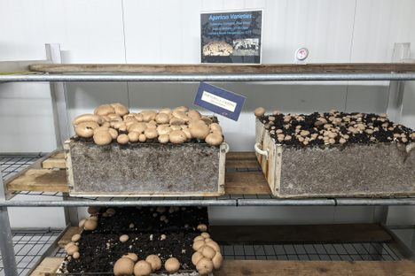 Part of the mushroom crop.
