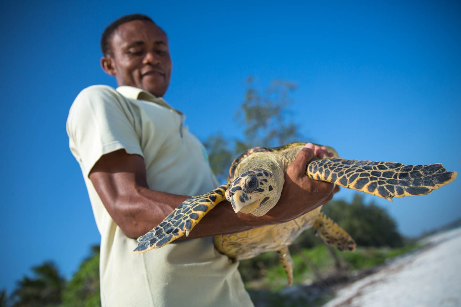A member of the Watamu Local Ocean Trust releases a Hawksbill turtle back into the ocean. 