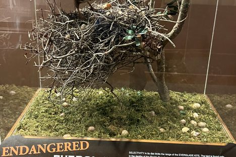 Anniston Museum