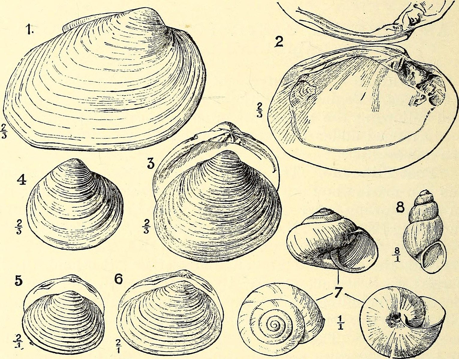 Before photography and 3D scans, illustrations of fossilized marine invertebrates helped scientists draw big-picture conclusions.
