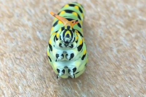 Watch This Cute Squishy Caterpillar Launch a Stinky Attack