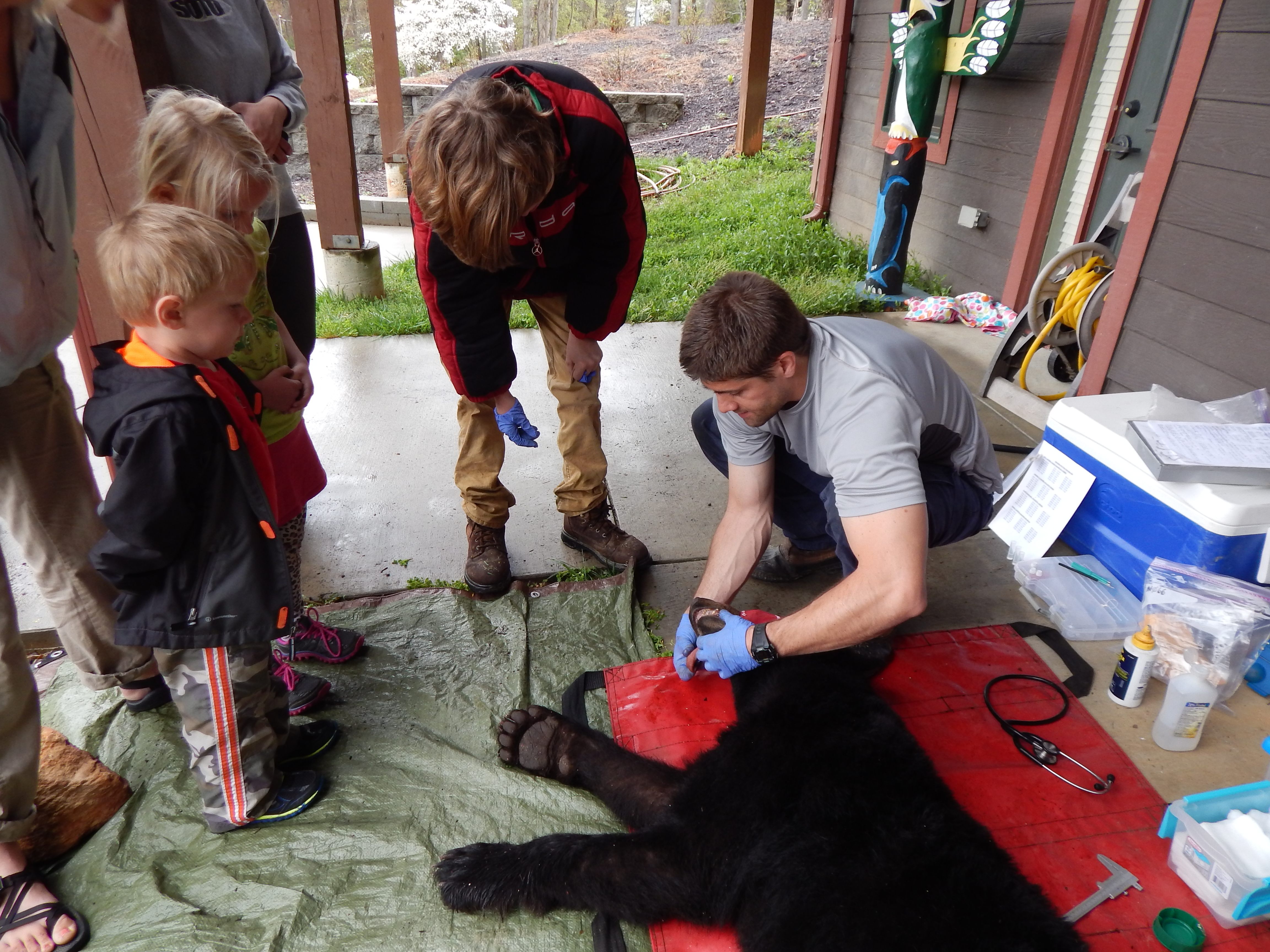 Nick Gould, the Urban-Suburban Bear Study's project lead, teaches Asheville children how the scientists determine how deeply a bear is sedated.