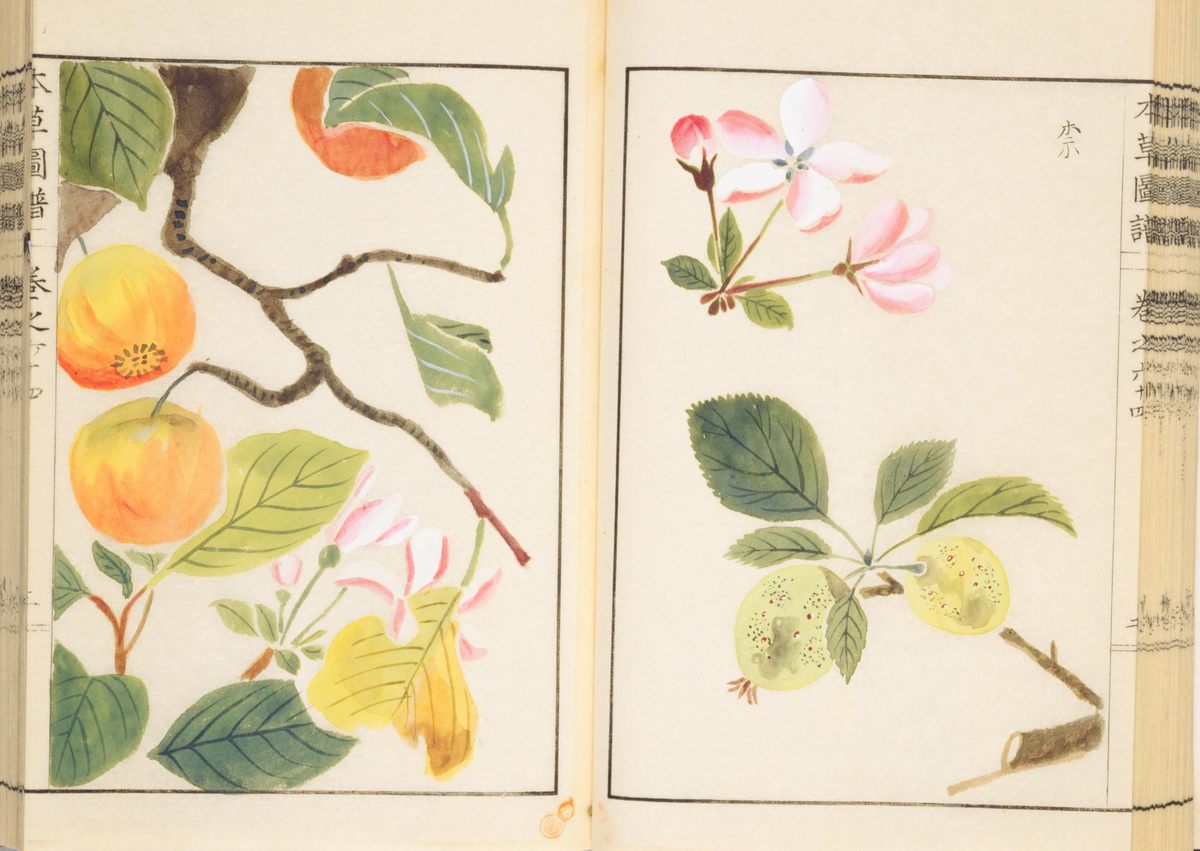This botanical drawing from the first half of the 19th century depicts Japan's tiny original apples.