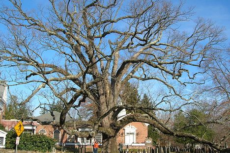 The Basking Ridge Oak in healthier times.