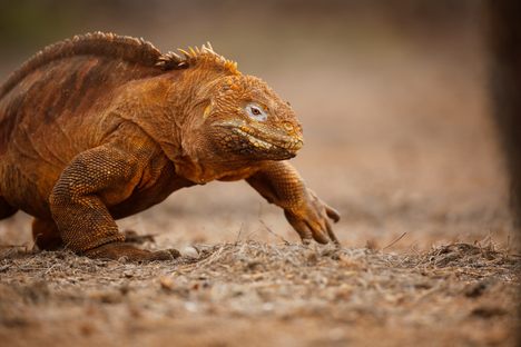 For the first time since the days of Darwin, these iguanas are living on Santiago Island. 