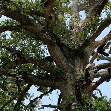 Close-up view of the tree