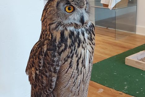 Spooky, the Eurasian Eagle owl