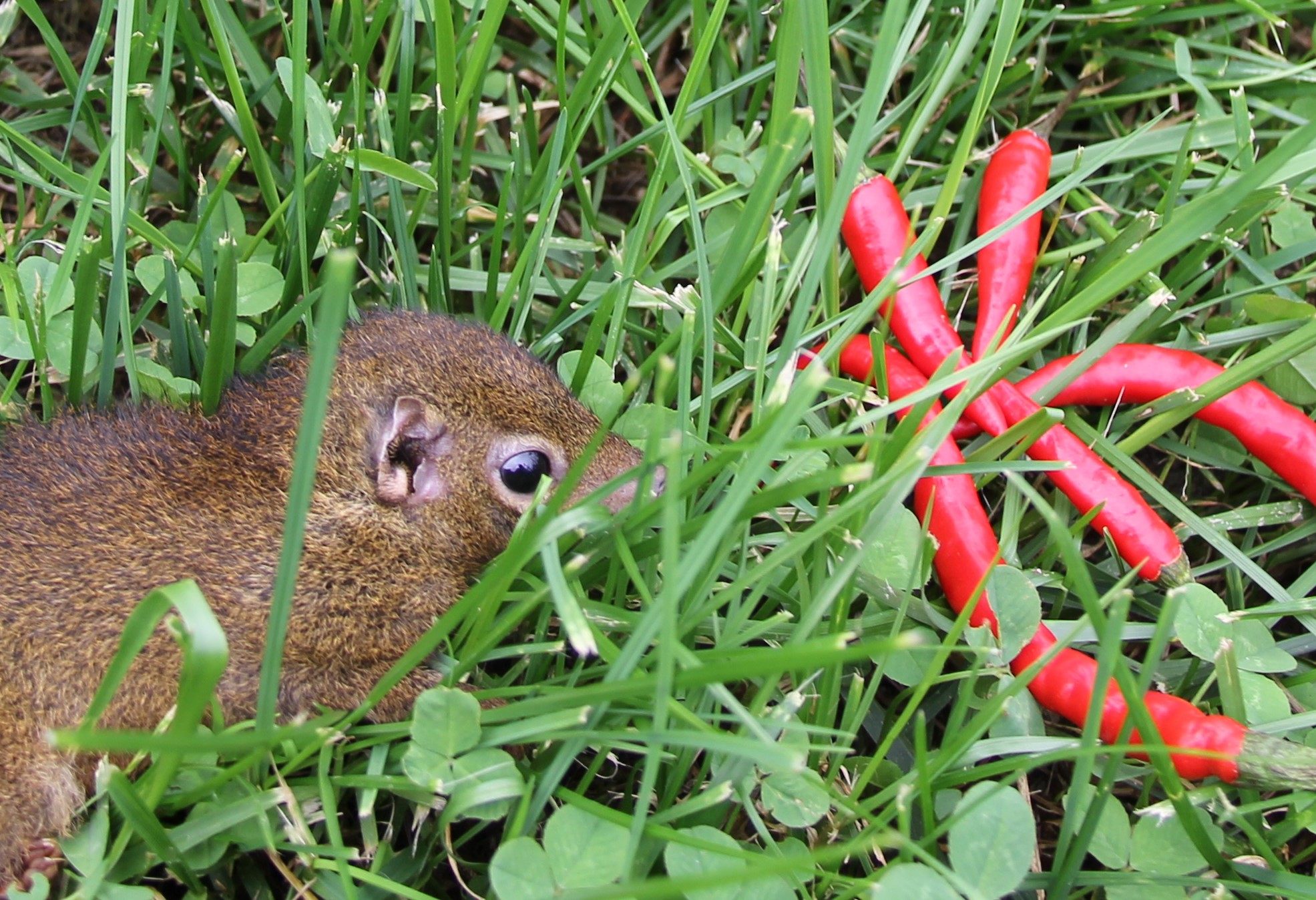 The Only Mammals Reckless Enough to Eat Hot Peppers Are Humans and Tree  Shrews - Gastro Obscura