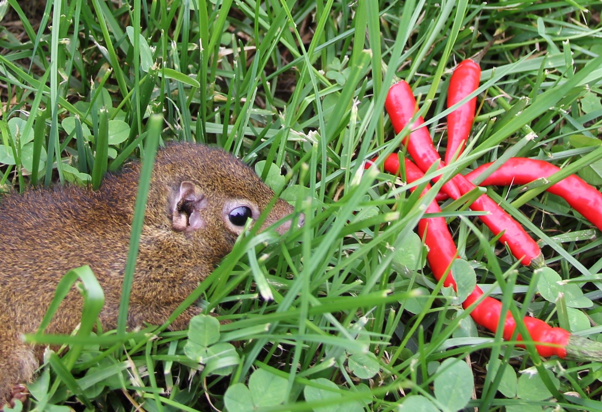 The Only Mammals Reckless Enough to Eat Hot Peppers Are Humans and Tree