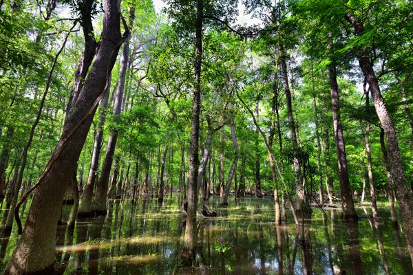 The area around the park’s Boardwalk Loop Trail is filled with cypress trees and, occasionally, floodwater.