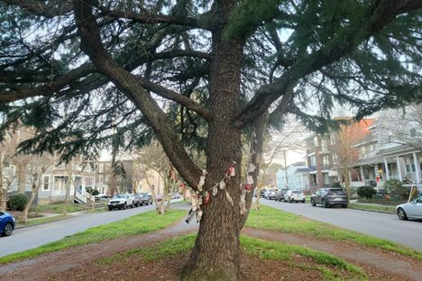 The higher branches of this snazzy old cedar protect the lower branches' many wishes from sun and rain.