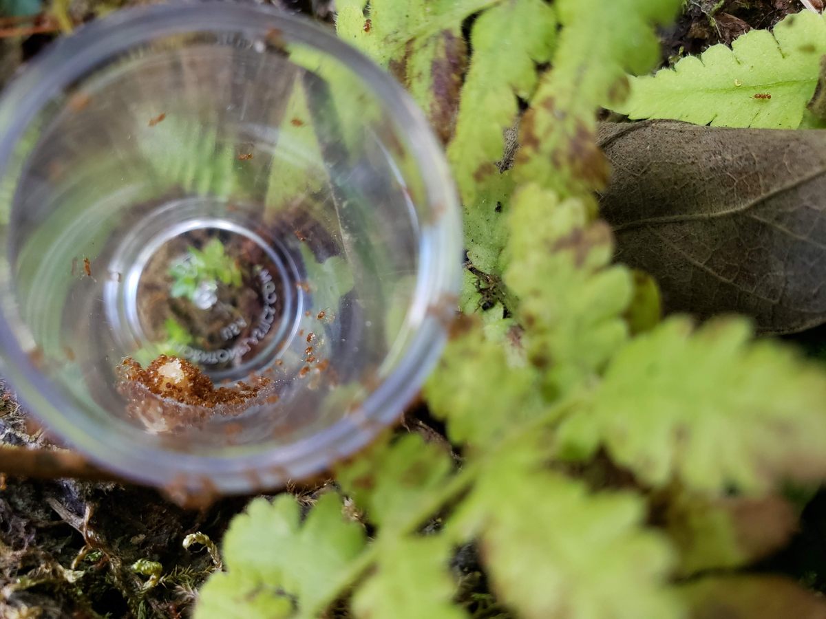During little fire ant surveys, vials baited with peanut butter are typically placed 15 feet apart to determine the size of an infestation.