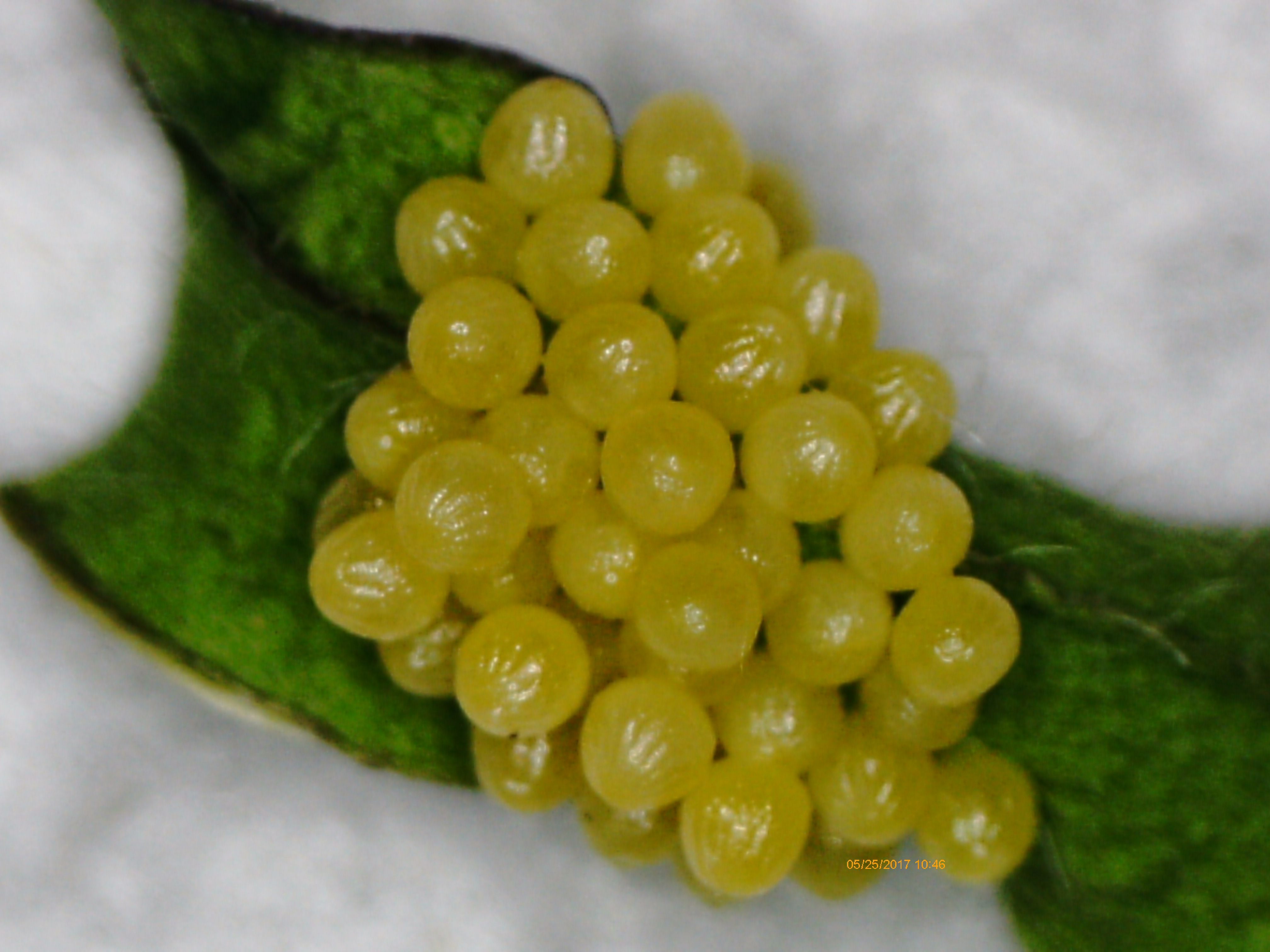 A clutch of eggs from the inaugural season, taken with the lab's microscope.