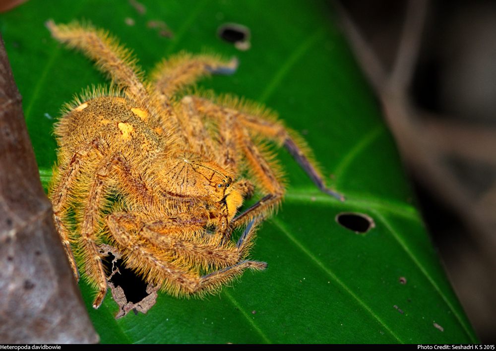 Huntsman spider - Wikipedia