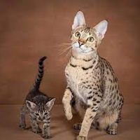 Profile image for savannah kittens for sale