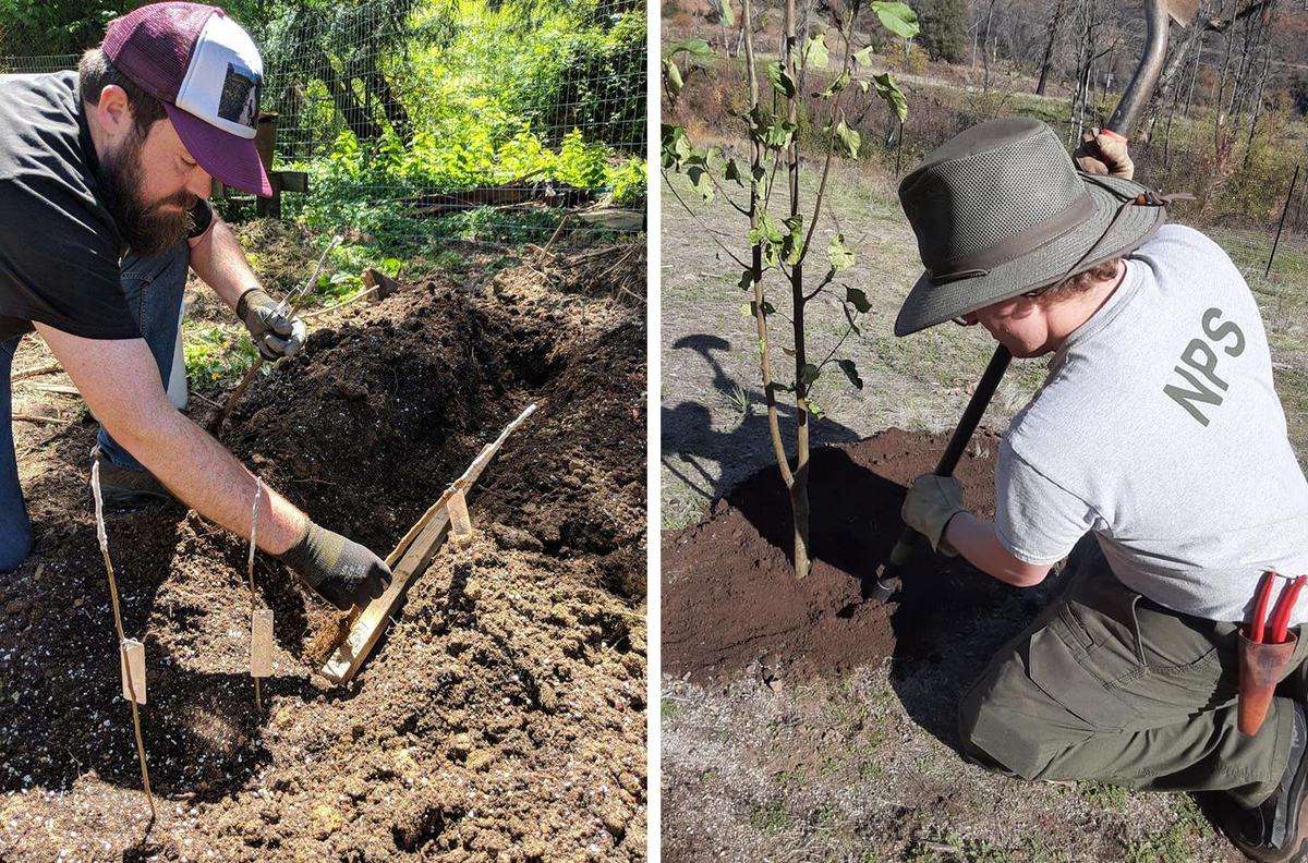 Humboldt Cider Company co-founder Tom Hart tends to grafts from the destroyed orchard (left); in November, NPS employees planted 51 apple trees.