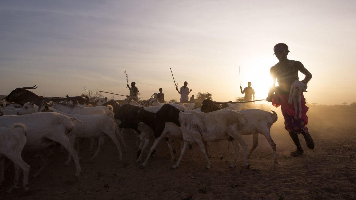 Drier, hotter conditions are making livestock herding more challenging.
