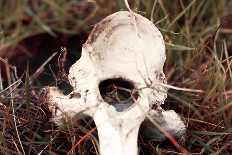 The Cow Bones of Mount Diablo
