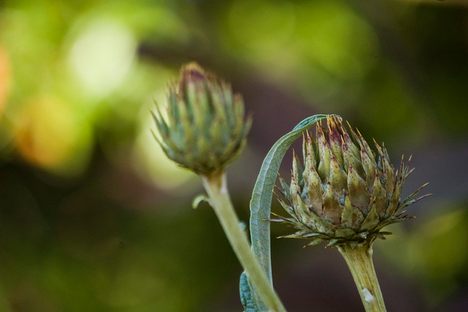 Some of the interesting flora in the garden.