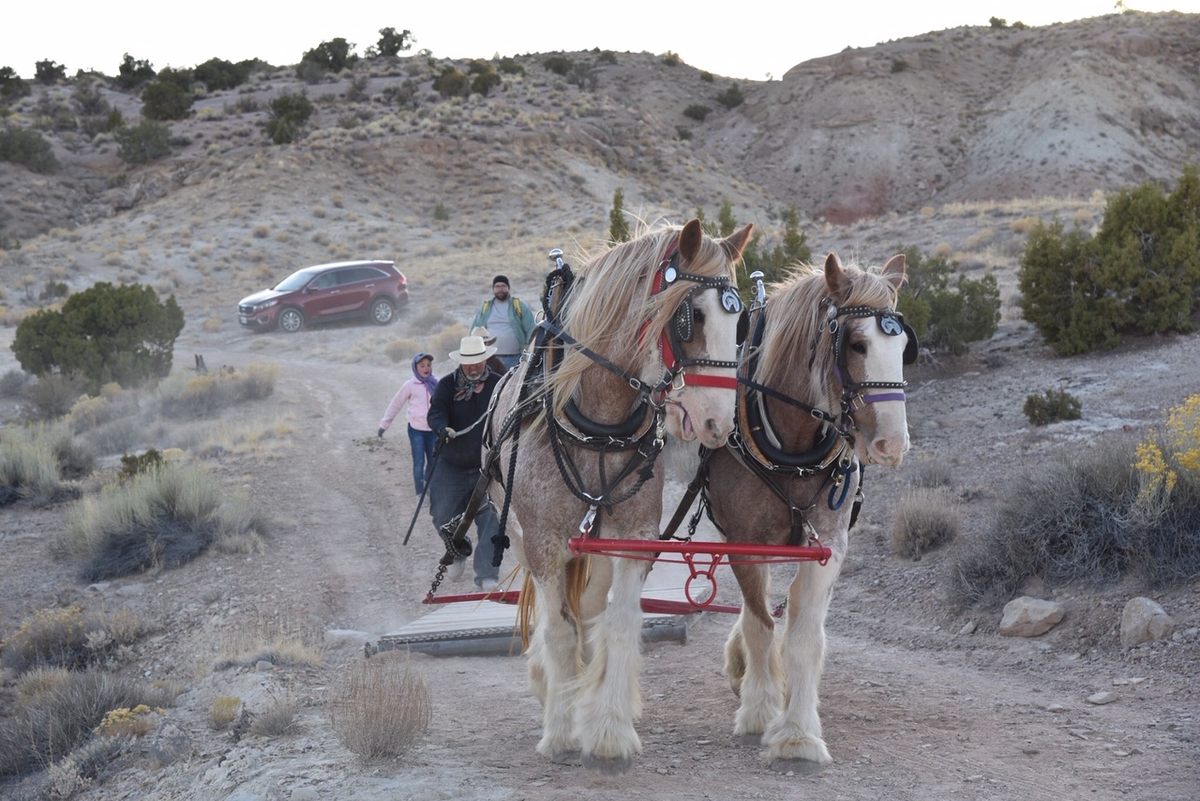 Darla and Molly hauling the 1,020 pound <em>Brachiosaurus</em> bone with ease.