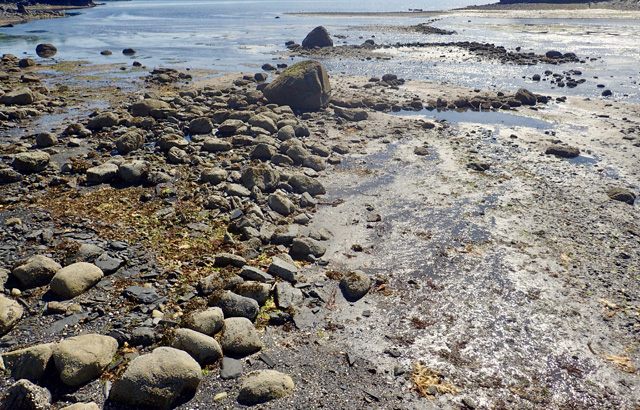 Rock alignments representing the remains of an intertidal fish trap.