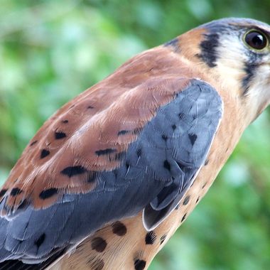 A kestrel falcon nursed back to health by the Cascades Raptor Center.