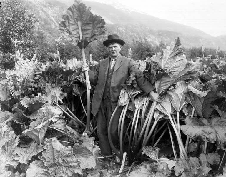 Henry D. Clark, the "Rhubarb King."