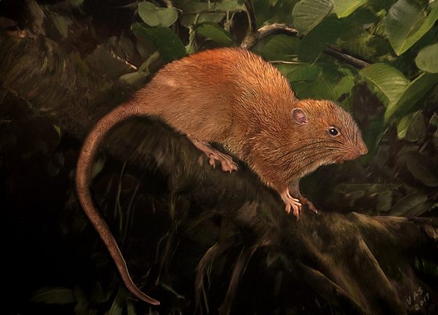 A Giant, 'Coconut Eating' Rat Has Been Discovered in the Solomon Islands -  Atlas Obscura