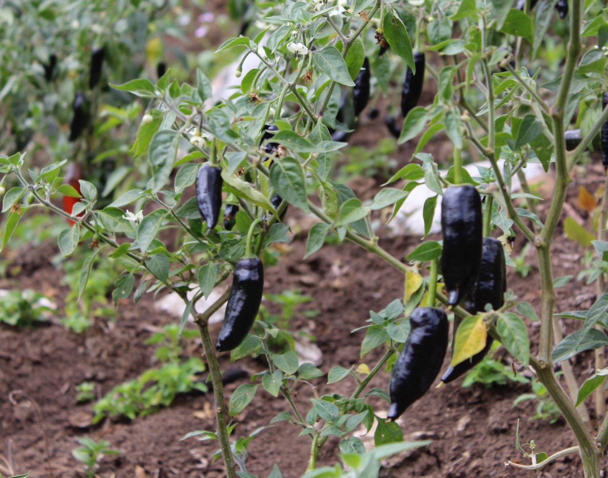 “Oaxacan cooks highly prize the large specimens for stuffing with savory fillings,” writes <em>Peppers of the Americas</em> author Maricel Presilla. “I tried this and was just blown away by the flavor.”