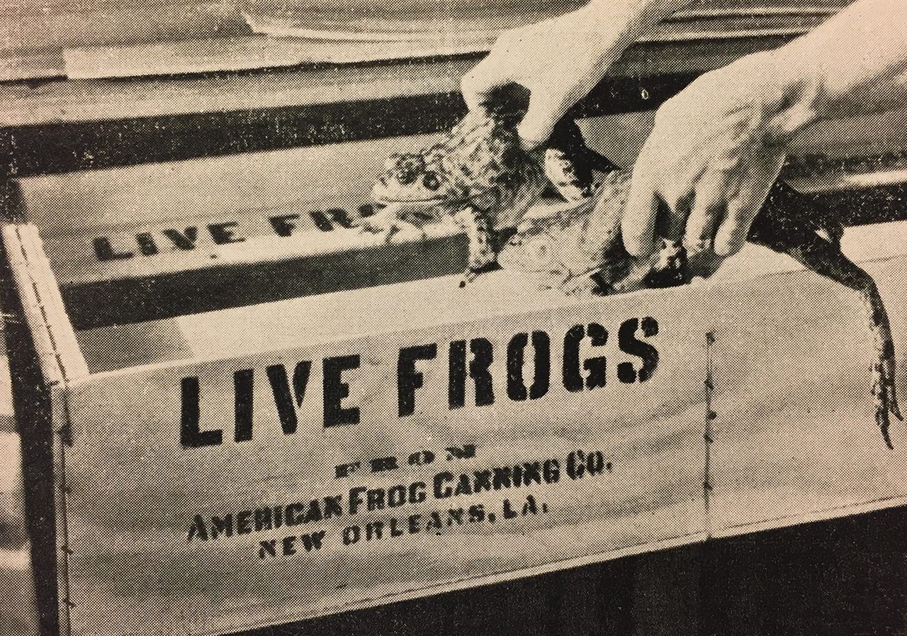 Live frogs, readied for shipment. 