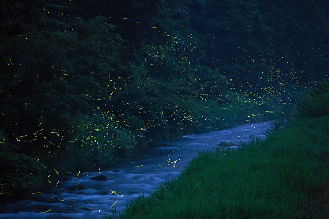 Fireflies glow along Japan's Hino River some 450 miles west of Tokyo. 