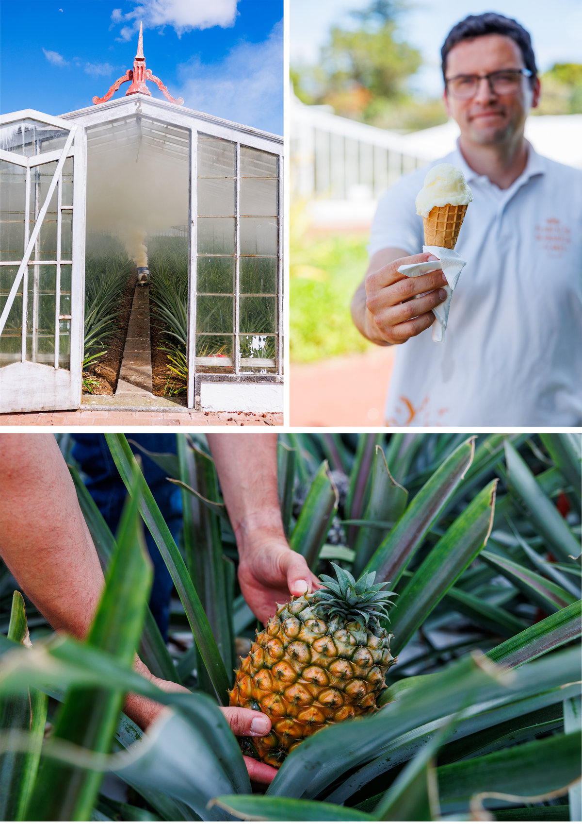 Clockwise from top left: “Smoking” the greenhouse, which helps plants bloom simultaneously; pineapple ice cream; and pineapple-harvesting at the Plantação de Ananás dos Açores.