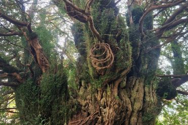 A gnarly yes tree