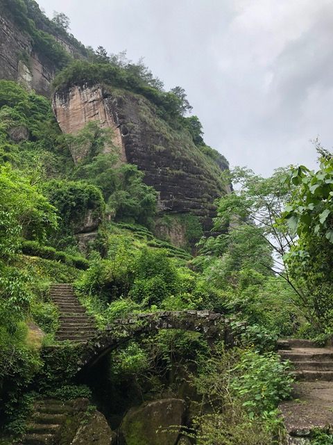Wu Yi Shan, a UNESCO World Heritage site, also hides tea plantations on its slopes.