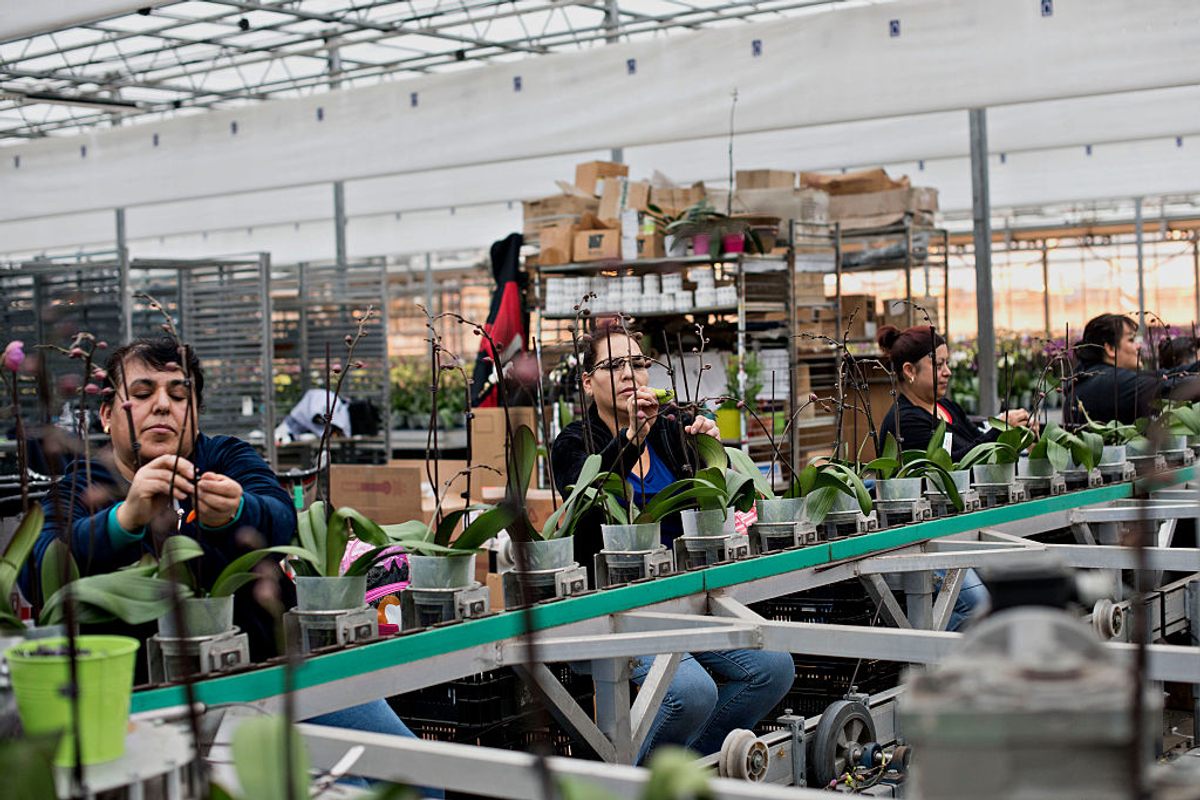 Employees stake the flower spikes at an orchid warehouse.
