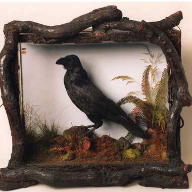 Grip the Raven