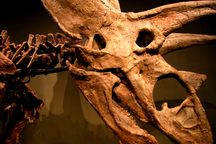 Pentaceratops Skull