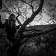 Nightchild profile photo