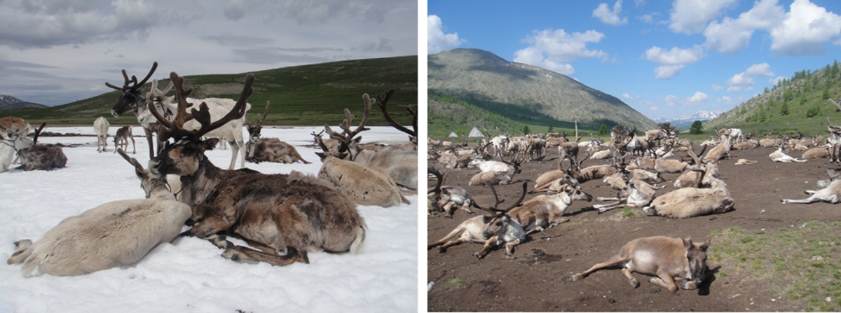 Domestic reindeer in northern Mongolia cool themselves on an ice patch to escape heat and insects (left). Others attempt the same in an area that recent melting has left devoid of perennial ice, hurting herd health.