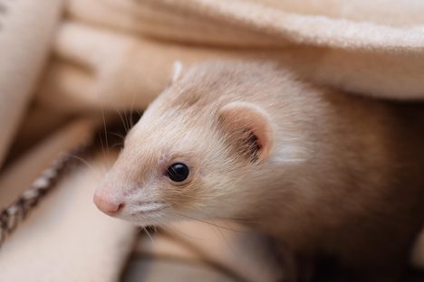 Someone in Edmonton drove with a ferret (not this ferret) around their neck. 
