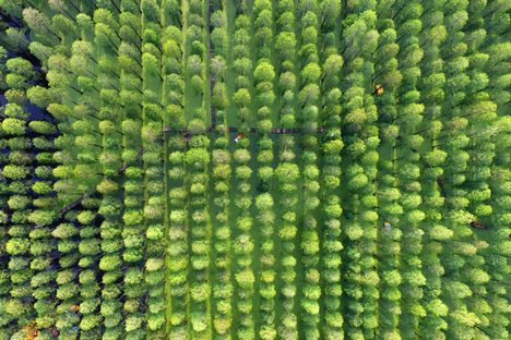 Aerial view of the artificial forest at Luyang Lake Wetlands Park in Yangzhou. 